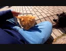 猫を狂わすハイエンドアイテムが凄いことに！？【野良猫】【感動猫】