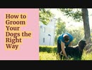 What You Need to Know About Dog Grooming