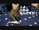 【猫の日常】超リアルな魚のぬいぐるみで猫達に遊んでもらったら見事に性格がでました　笑　【vlog】