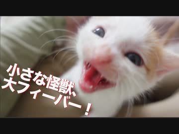 わんぱく保護子猫兄弟、給食の時間に大フィーバーする