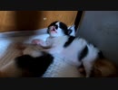 子猫が口を開けて瞳孔を開いていたので覗いてみると…