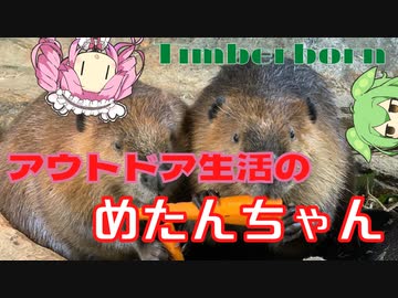 【Timberborn】アウトドア生活のめたんちゃんとビーバー【VOICEBOX実況】