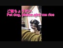 愛犬　ご飯ちょうだい　Pet dog, please give me rice