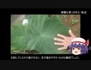 ゆっくり農民180サトイモを育ててみませんか？#2