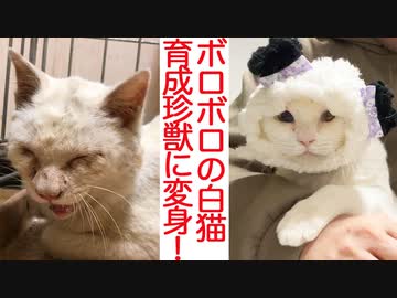 衰弱した保護白猫、子猫育成型の珍獣へと生まれ変わる