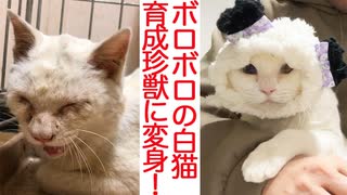 衰弱した保護白猫、子猫育成型の珍獣へと生まれ変わる
