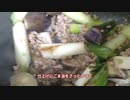 【ネギ・ナス・肉の味噌炒め】壊れ価格のネギで味噌炒めを作ったよ