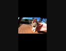 自ら選べない野良の仔猫たちに待つ運命#Shorts【野良猫】【感動猫】