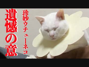 珍妙ウチューネコ、スネにスネて遺憾の意を表明する