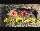 野生の生き物たち　モグラ　暁の野に死す