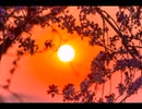桜...花びら2022カラオケ