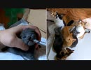 お薬イヤ！でも子猫はがんばりました【9回目の風邪薬】