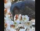 花団子、吸蜜職人ヒヨドリさん❀✨