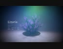 Linaria - 可不