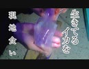 ぴ【釣り飯】釣って秒で捌いて食べる　ヤリイカ