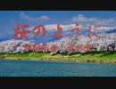 桜のように