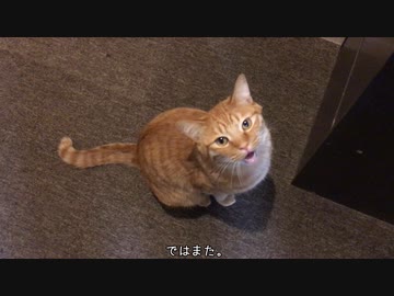 猫「飯はまだかのう…」