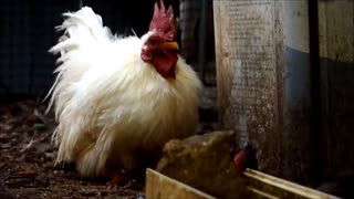 変なおじさんとこの　鶏さん２６０　鶏飼育あたって　その４