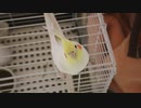 インコを見下してみた。