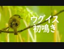 ウグイスの鳴き声、初鳴き2022　#ウグイス　#鳥の鳴き声　#初鳴き