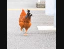 ミスターアンチェイン