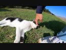猫島の猫「モフらせるから何かくれ～」男「あざぁ～す！」【野良猫】【感動猫】