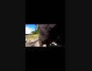 ぼっちなおっさんと野良猫の日常#Shorts【野良猫】【感動猫】
