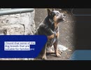 The Best Guard Dog Breeds For Families And Children