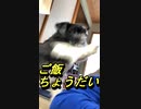 [愛犬]ご飯ちょうだい　3月07日20220年