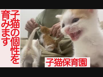 子猫の個性を見つめ育む、保護子猫保育園