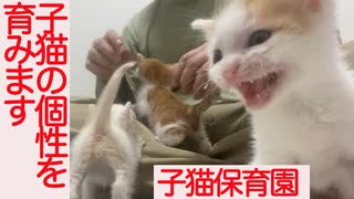 子猫の個性を見つめ育む、保護子猫保育園