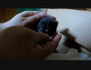 風邪薬中に子猫の目が完全に開きました【祝】
