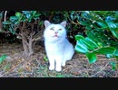 草むらからよく喋る野良猫が出てきたので撫でるとゴロゴロと喜んでカワイイ