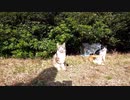 ボランティアさんの活動で地域猫の暮らしは成り立っている【野良猫】【感動猫】