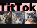猫＋TitTok＝神ゲー【ゆっくり実況】