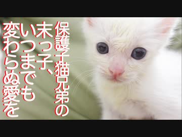 末っ子保護子猫、兄子猫にいつまでも変わらぬ愛を