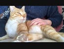猫が優雅に座ってた