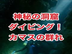 洞窟ダイビング！カマスの群れ・座間味島・知志（チシ）