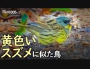 0305C【スズメに似ている黄色いアオジ】ペンギンやネコと間違われるゴイサギ。春一番にウグイスの初鳴き、カラスの不思議な行動【音楽なしの環境音】 #身近な生き物語　#アオジ　#ウグイス