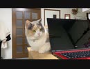 好き嫌いがはっきりした猫
