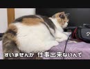 猫にトントンしたらエライことに。