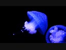 西宮秀明-nishihide- jellyfish