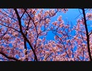 【初投稿】桜の標/初音ミク【オリジナル】