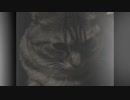 ゴロゴロ鳴いてるニャンコ！？
