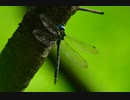 Nikon ニコニコ版