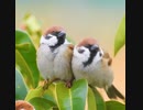 すっごい滑るよ、可愛いスズメ【ハプニング】