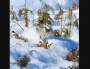 ハクセキレイのメスの雪遊びが可愛い