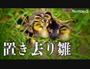 カルガモ親子0506R②【置き去り雛鳥の捕食】母は何処へ、イケメン父。赤ちゃん達の可愛い大冒険、水黽の狩り。食物連鎖と食物網　＃カルガモ親子　＃野鳥撮影　＃身近な生き物語