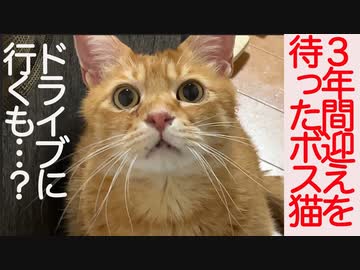 3年間迎えを待ったボス猫、ふたりきりドライブに行くも…？