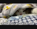 座布団にされそうな猫がこちら